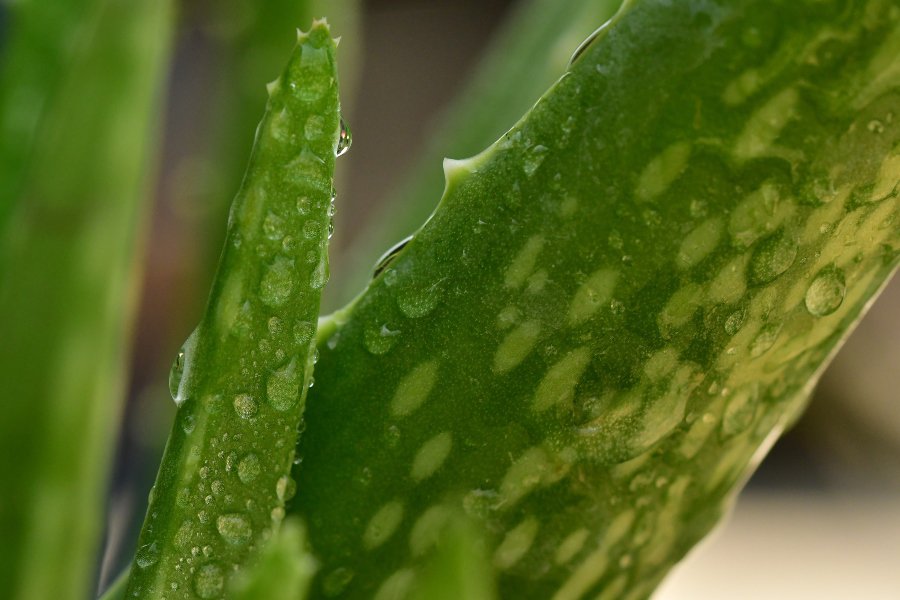 foto da planta babosa (aloe vera) de perto.